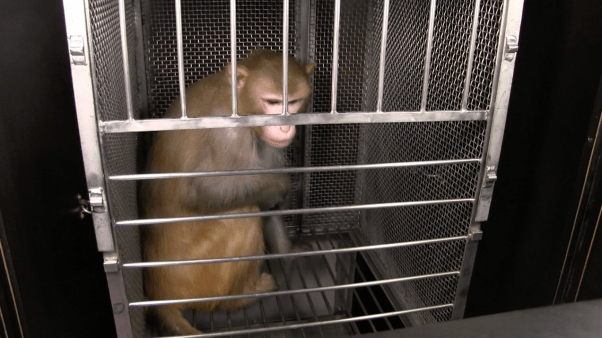 open letter from monkeys used in experiment - goldfinger