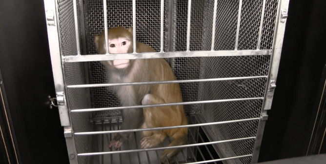 moneys used in NIMH NIH experiments on animals - odd job