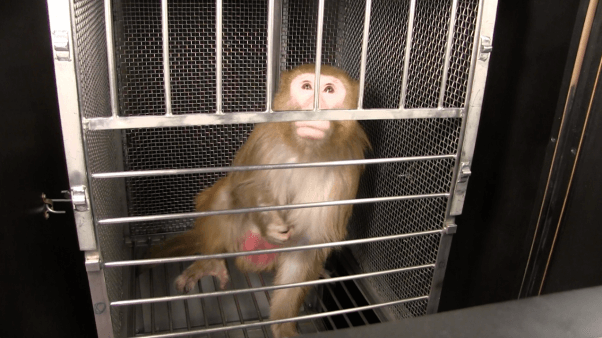 open letter from monkeys used in experiment - murphy