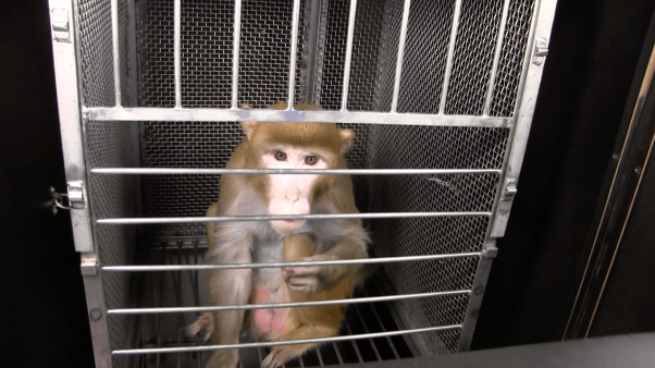 frances collins and joshua gordon receive letter from monkeys used in NIH experiments - mackeson