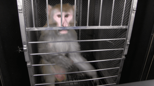 open letter from monkeys used in experiment - beamish