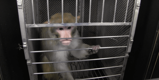 moneys used in NIMH NIH experiments on animals - porter