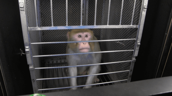 hiv experiments on "transgender" monkeys in NIH are pointless