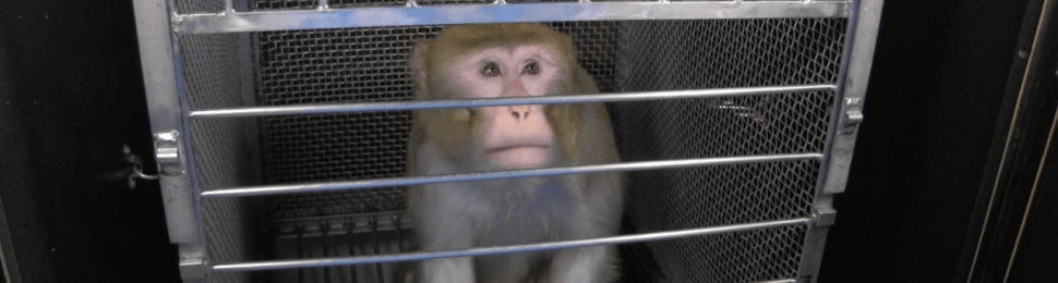 hiv experiments on "transgender" monkeys in NIH are pointless