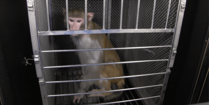 moneys used in NIMH NIH experiments on animals - nick nack