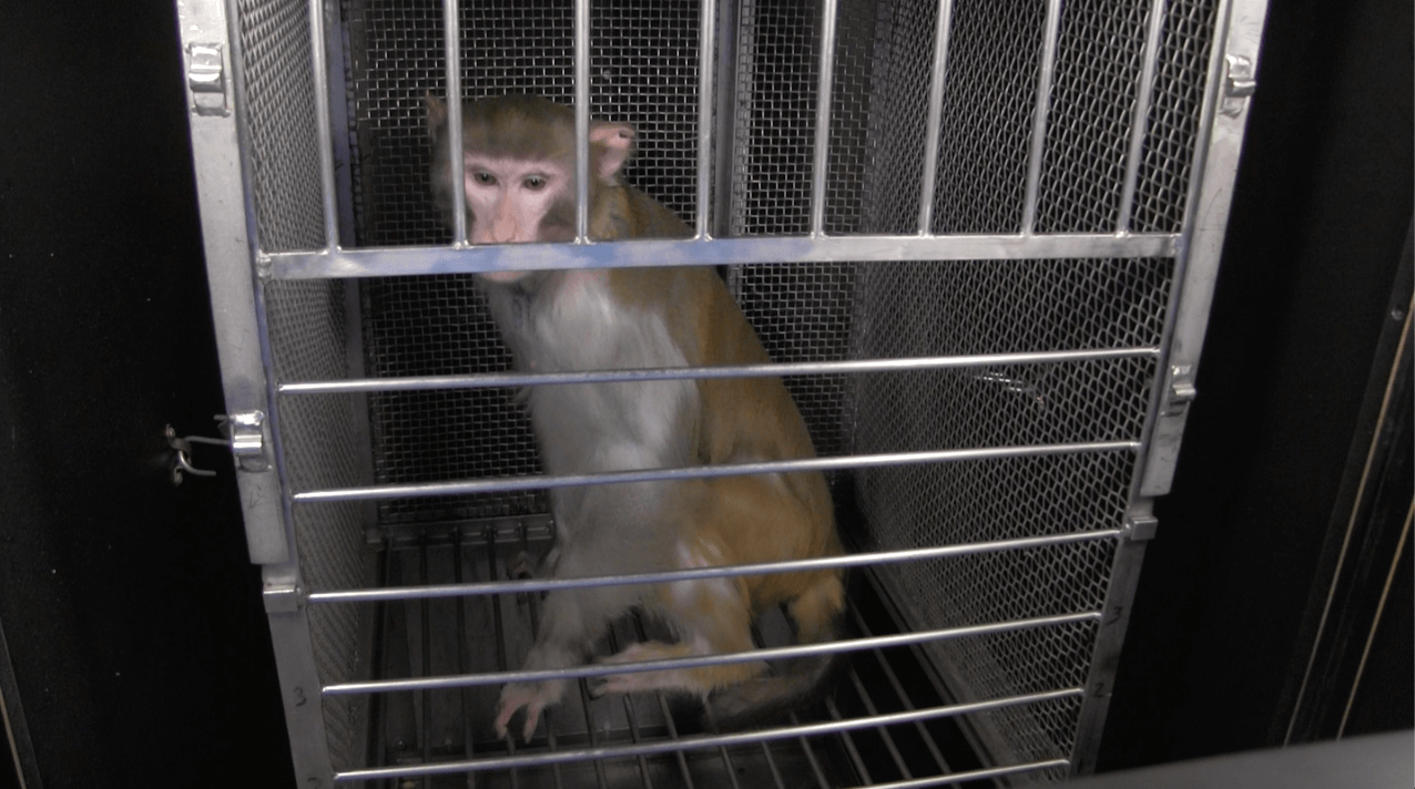 Nick Nack’s Story: Caged, Cut Open, and Traumatized in an NIH Laboratory