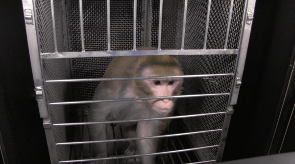 open letter from monkeys used in experiment - smithwick