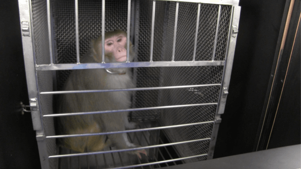 open letter from monkeys used in experiments - El Guerrouj