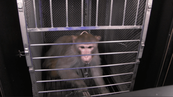 frances collins and joshua gordon receive letter from monkeys used in NIH experiments - gordon