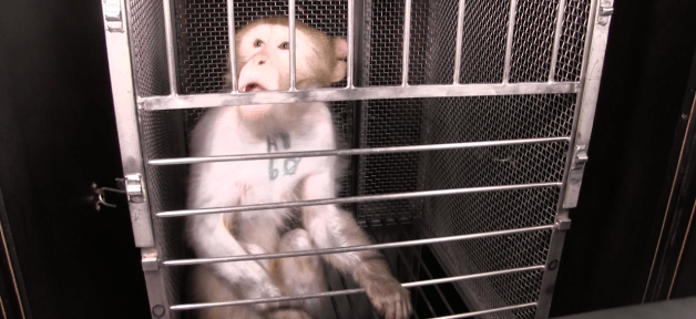 monkey named wilfork used in NIH experiments