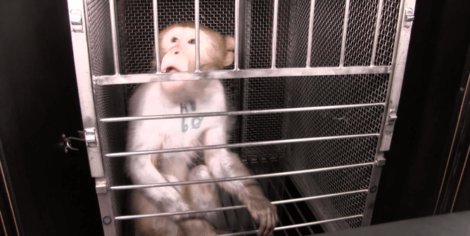 monkey named wilfork used in NIH experiments