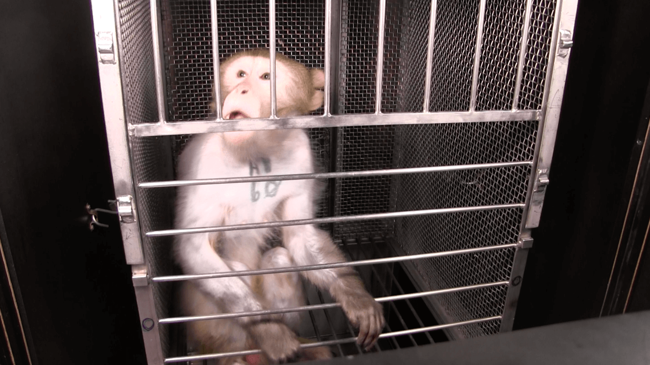 monkey named wilfork used in NIH experiments