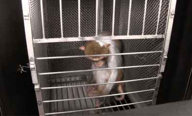 Elisabeth Murray’s Cheerleaders Celebrate Her Cruel Experiments on Monkeys