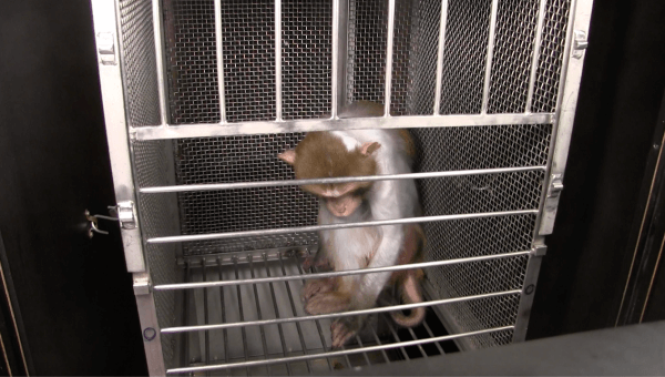 We Need Cures, Not Cruelty: NIMH’s Animal Torture Fails Everyone