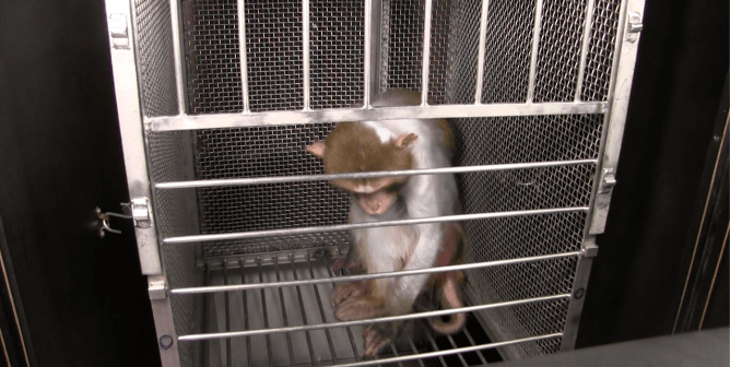 We Need Cures, Not Cruelty: NIMH’s Animal Torture Fails Everyone