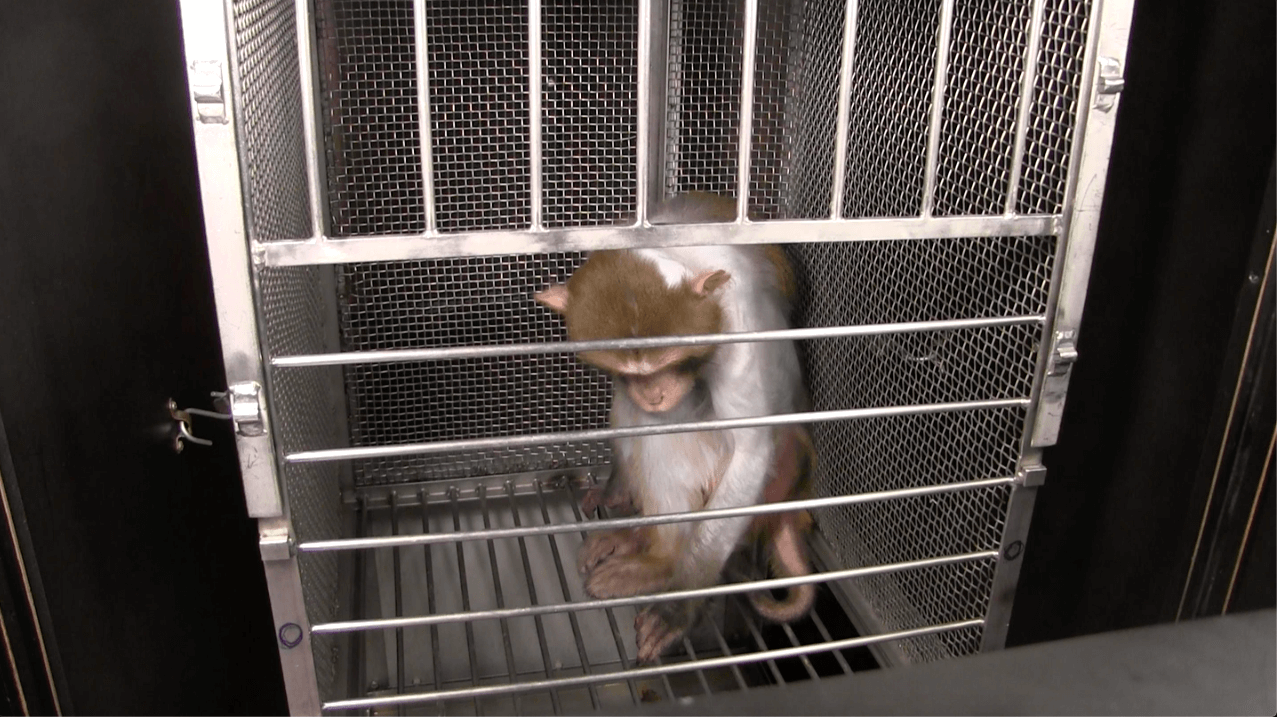 frances collins and joshua gordon receive letter from monkeys used in NIH experiments - wilfork