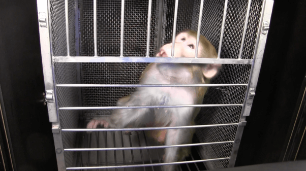 open letter from monkeys used in experiments - Gronk