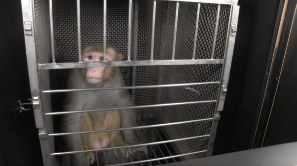 frances collins and joshua gordon receive letter from monkeys used in NIH experiments - mo' farah