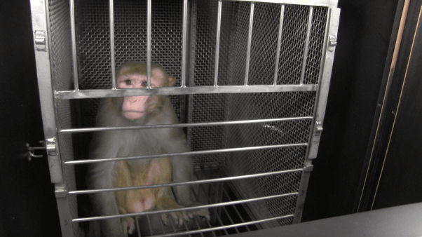 frances collins and joshua gordon receive letter from monkeys used in NIH experiments - mo