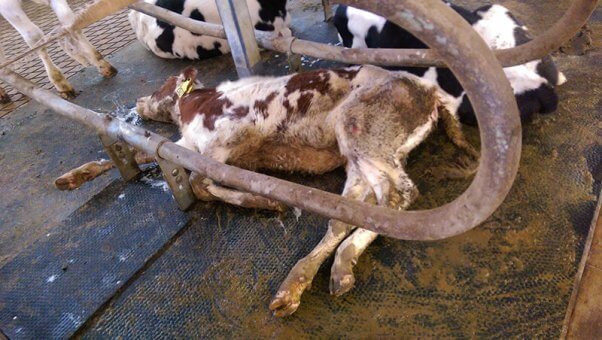 Cows resting on feces covered surfaces on dairy farm