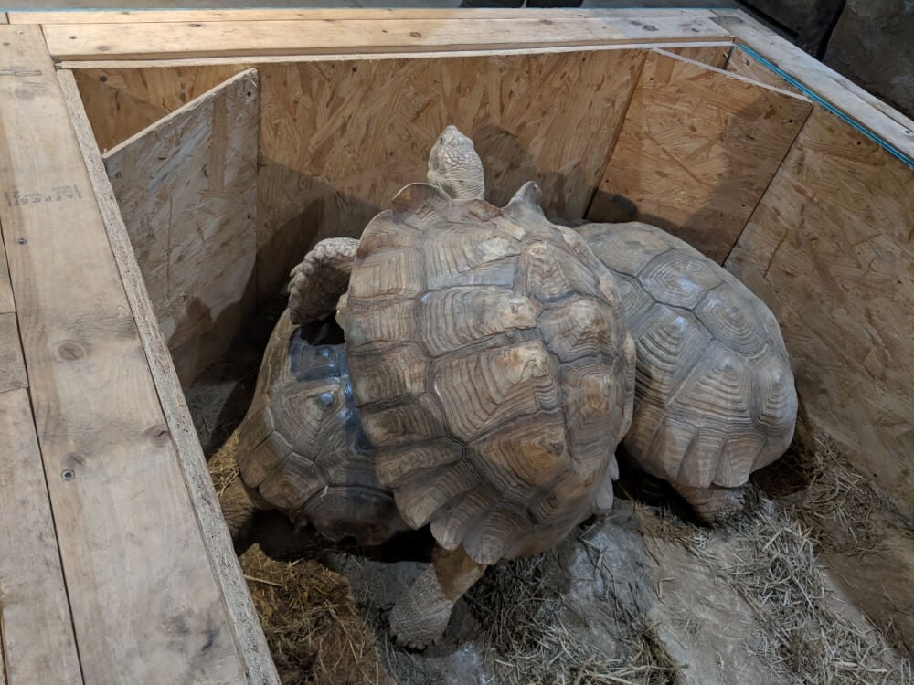Sulcata tortoises crammed together in an enclosure at a roadside zoo
