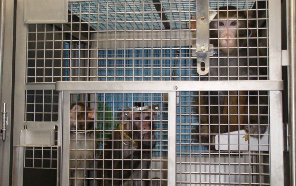 Monkeys trapped in cage