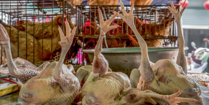 Tell Chicago Officials to Shut Down Filthy Live-Animal Markets