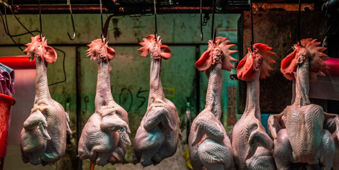 Calif. and N.Y. Lawmakers Join PETA in Push to Ban Deadly ‘Wet Markets’