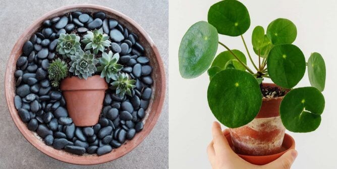 Animal-Friendly Houseplants That Will Cure Your Isolation Blues