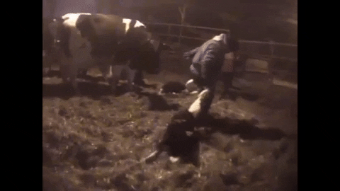 Workers taking calves away from mother cows on dairy farm
