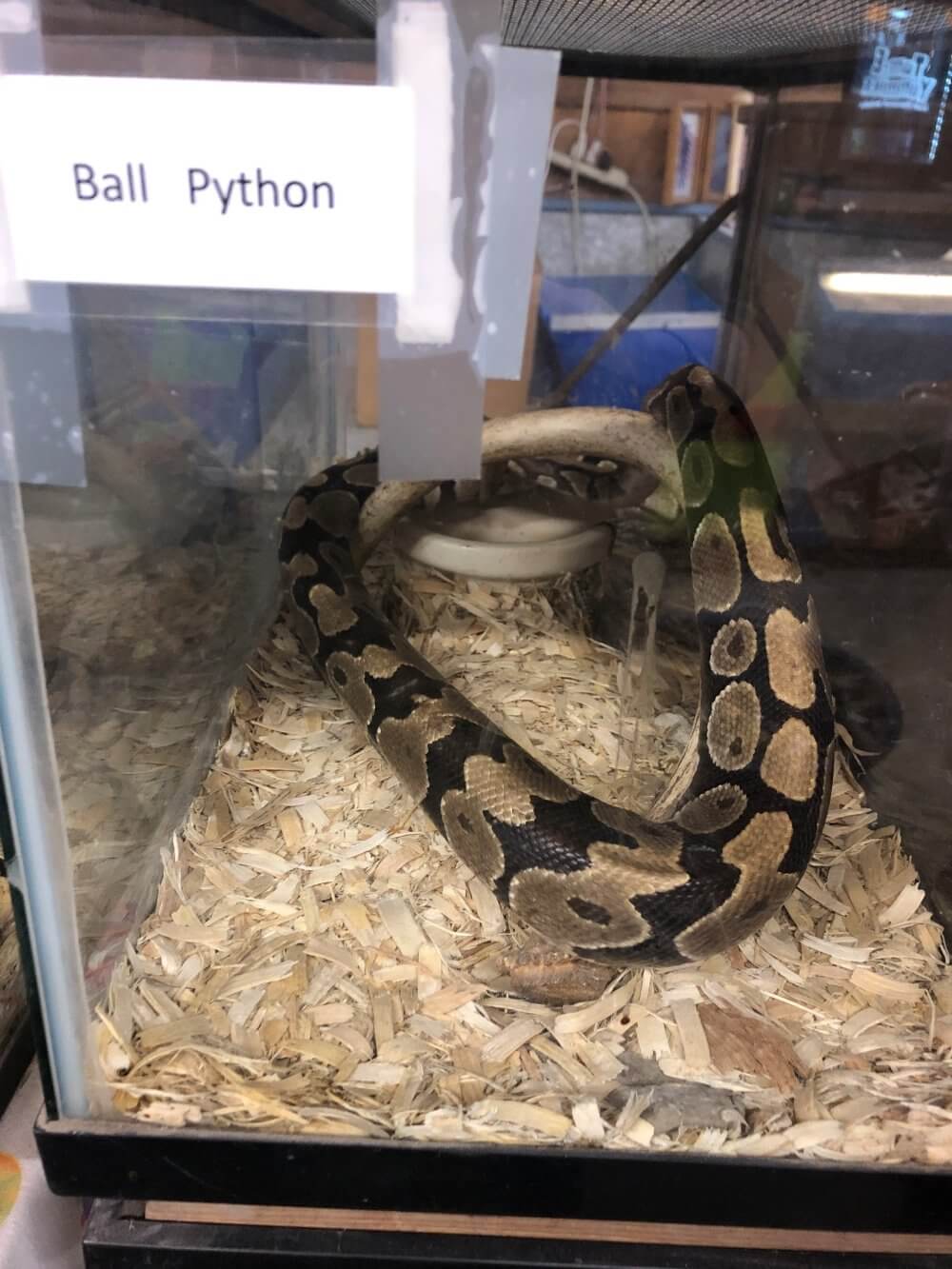 buying a snake