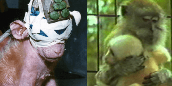 Britches before and after rescue