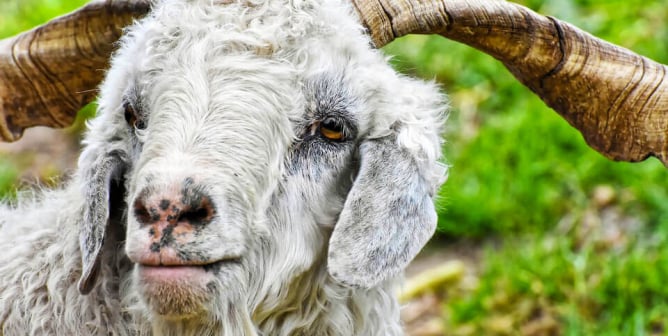 PETA Asks Shareholder Questions at Ralph Lauren and Capri Annual Meetings
