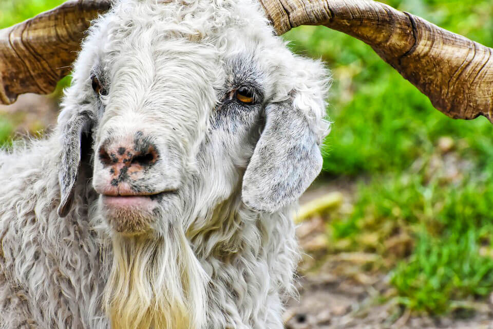 Goat in field