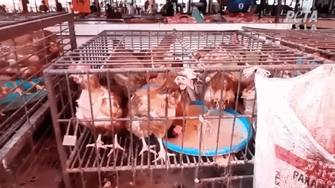 chickens wet market