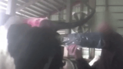 Worker artificially inseminating a cow on a dairy farm