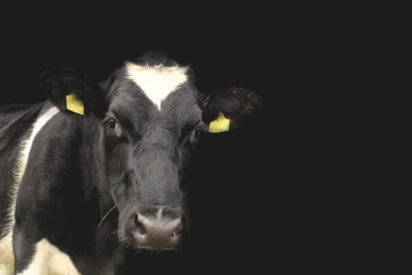 Cow with black background
