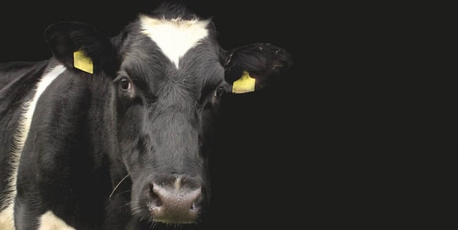 Cow with black background