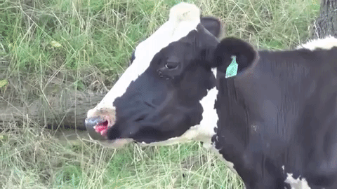 cow bled from her nose, attracting flies