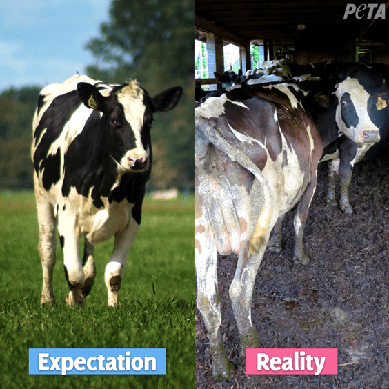 Cow dairy expectation vs reality