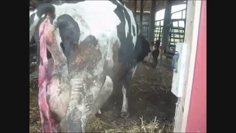 cow died within four days of giving birth