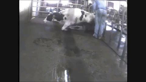 cow at a Pennsylvania Land O'Lakes supplier
