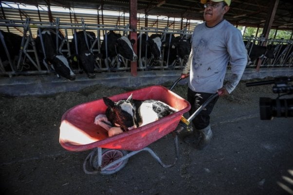 Cows watch as a worker takes a calf away on dairy farm