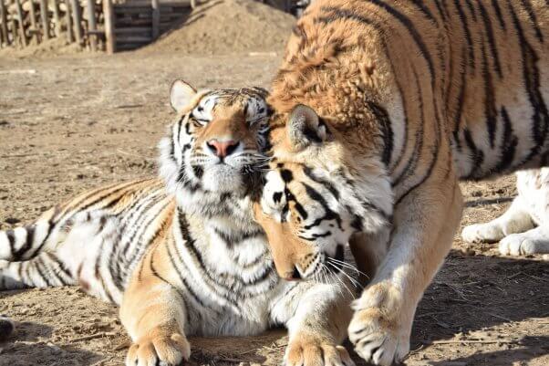 curly and mo the wild animal sanctuary