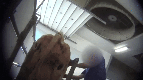 Farmer jabbing a cow on a dairy farm