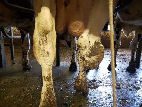 Cow used for milk with swollen hocks
