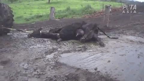 cow dragged away, a tether fastened to a tractor choking her
