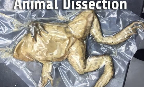 Parents: Join the Movement to End Animal Dissection