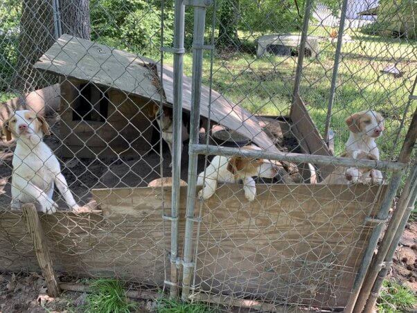 six dogs neglected in halifax county, nc