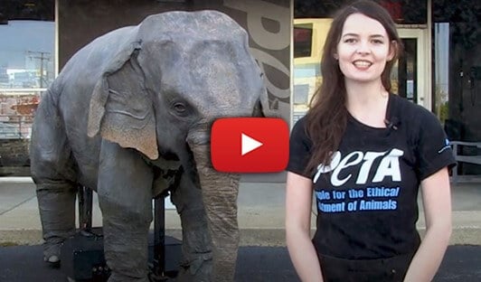 Teaching Virtually? Students Can Still Meet Ellie the Elephant